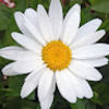 maryanntesol